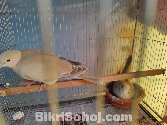 অস্ট্রেলিয়ান ঘুঘু